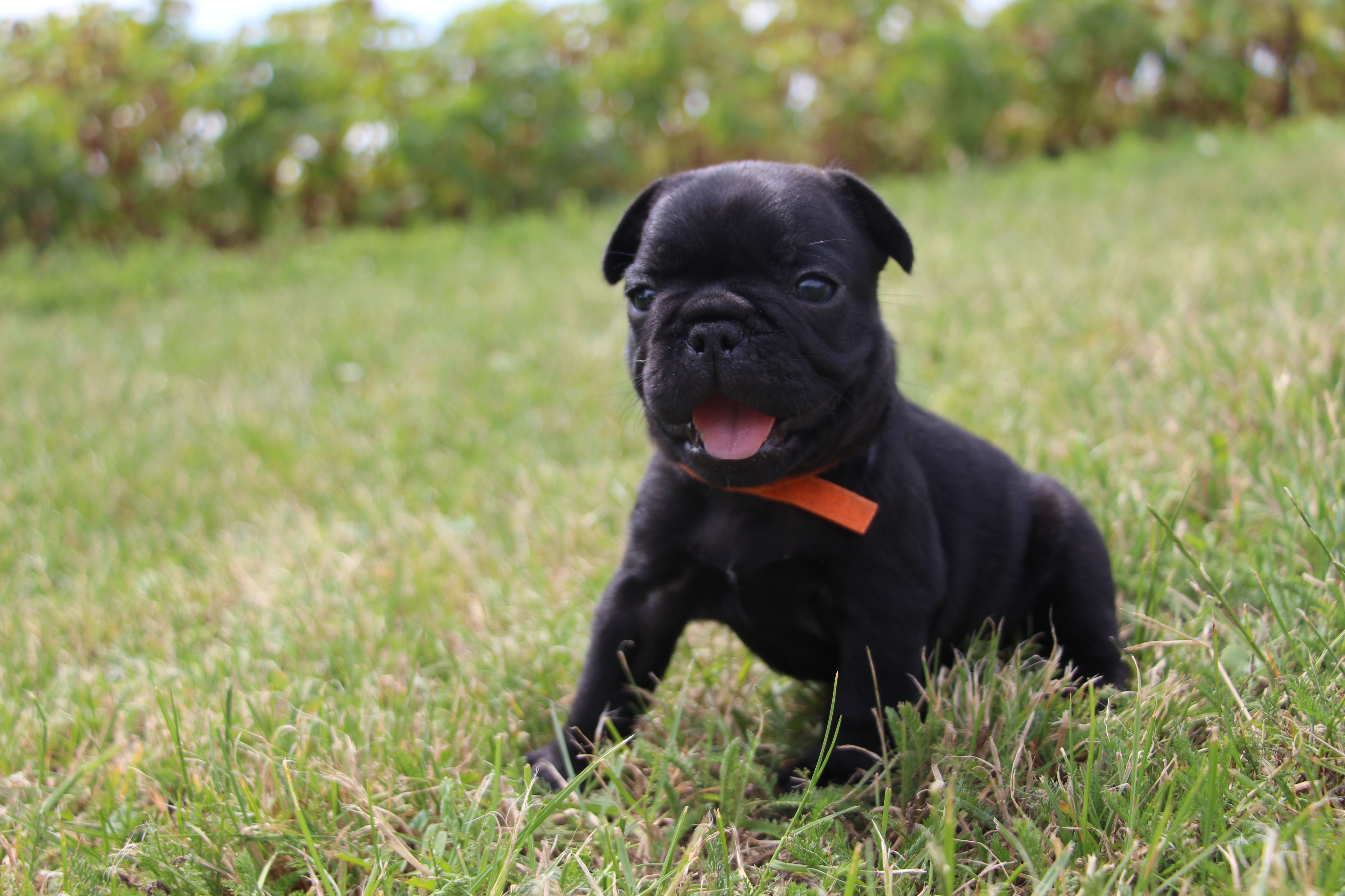  <svg class='orange'></svg> <b>Ma Cherry Melody</b> <svg class='orange'></svg>